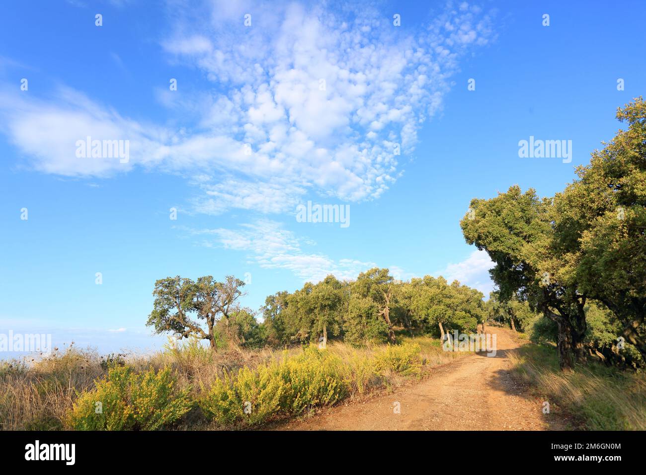 Paesaggio costiero mediterraneo con sughero di quercia vicino Cavalaire, Var, Francia Foto Stock