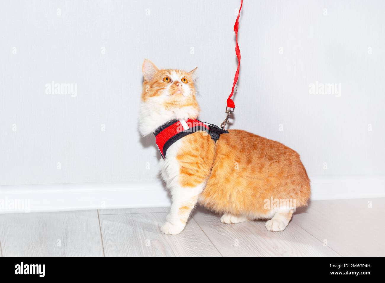 Gatto giovane con un'imbracatura rossa e guinzaglio su uno sfondo chiaro. Accessorio per gli animali da passeggio. Foto Stock