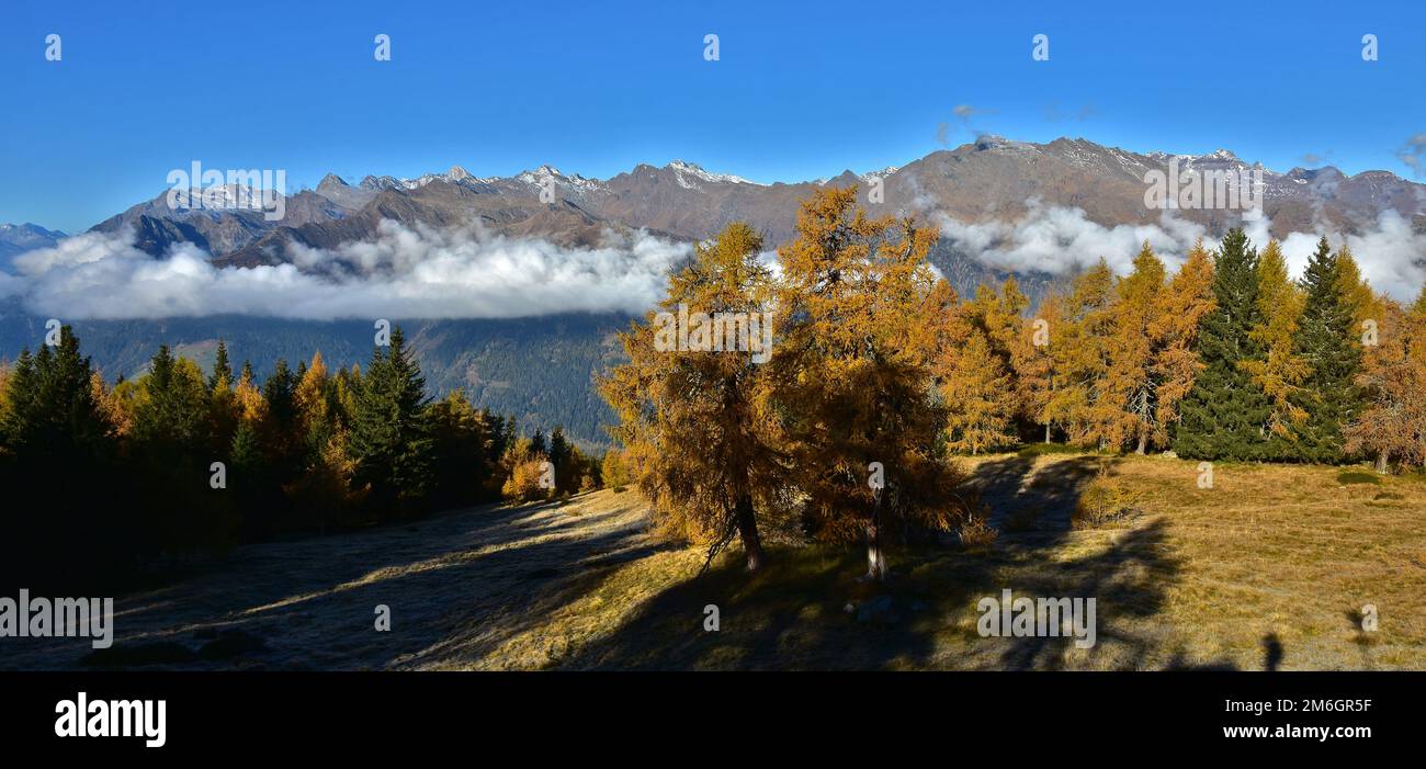 Autunno foresta di larici di fronte al Gruppo Texel, Alto Adige, Italia Foto Stock