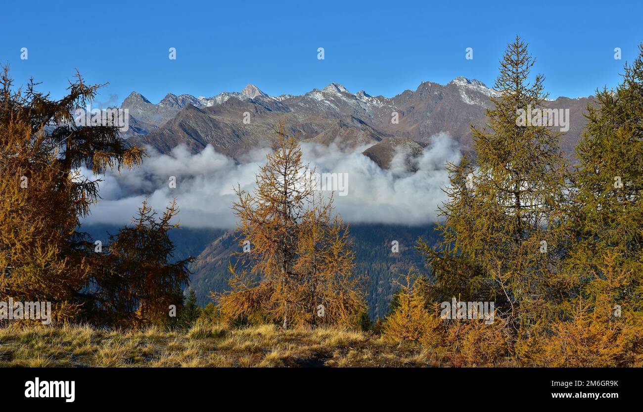 Autunno foresta di larici di fronte al Gruppo Texel, Alto Adige, Italia Foto Stock