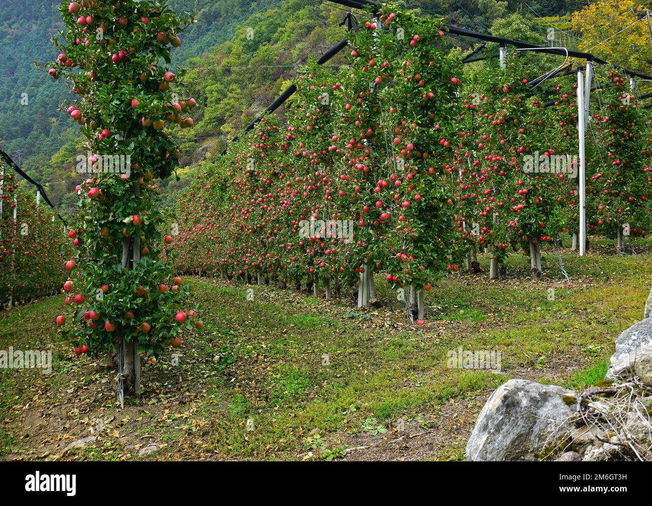 Alto Adige, Val Venosta, vicino Merano, Italia, frutteti con mele rosse Foto Stock