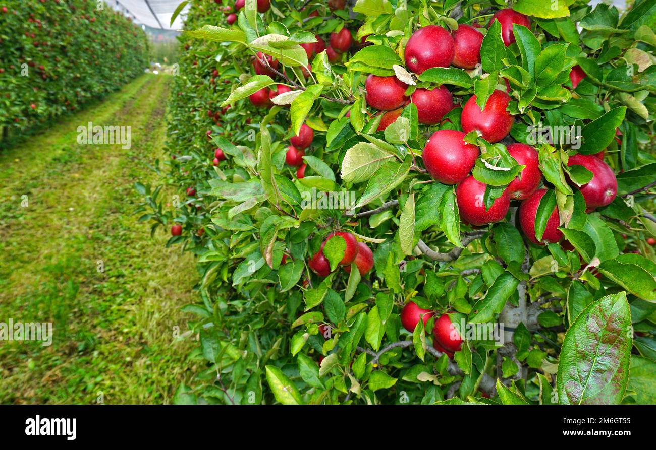 Alto Adige, Val Venosta, vicino Merano, Italia, frutteti con mele rosse Foto Stock