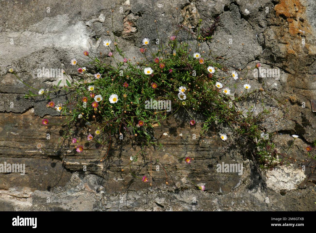 Lo spagnolo Daisy Foto Stock