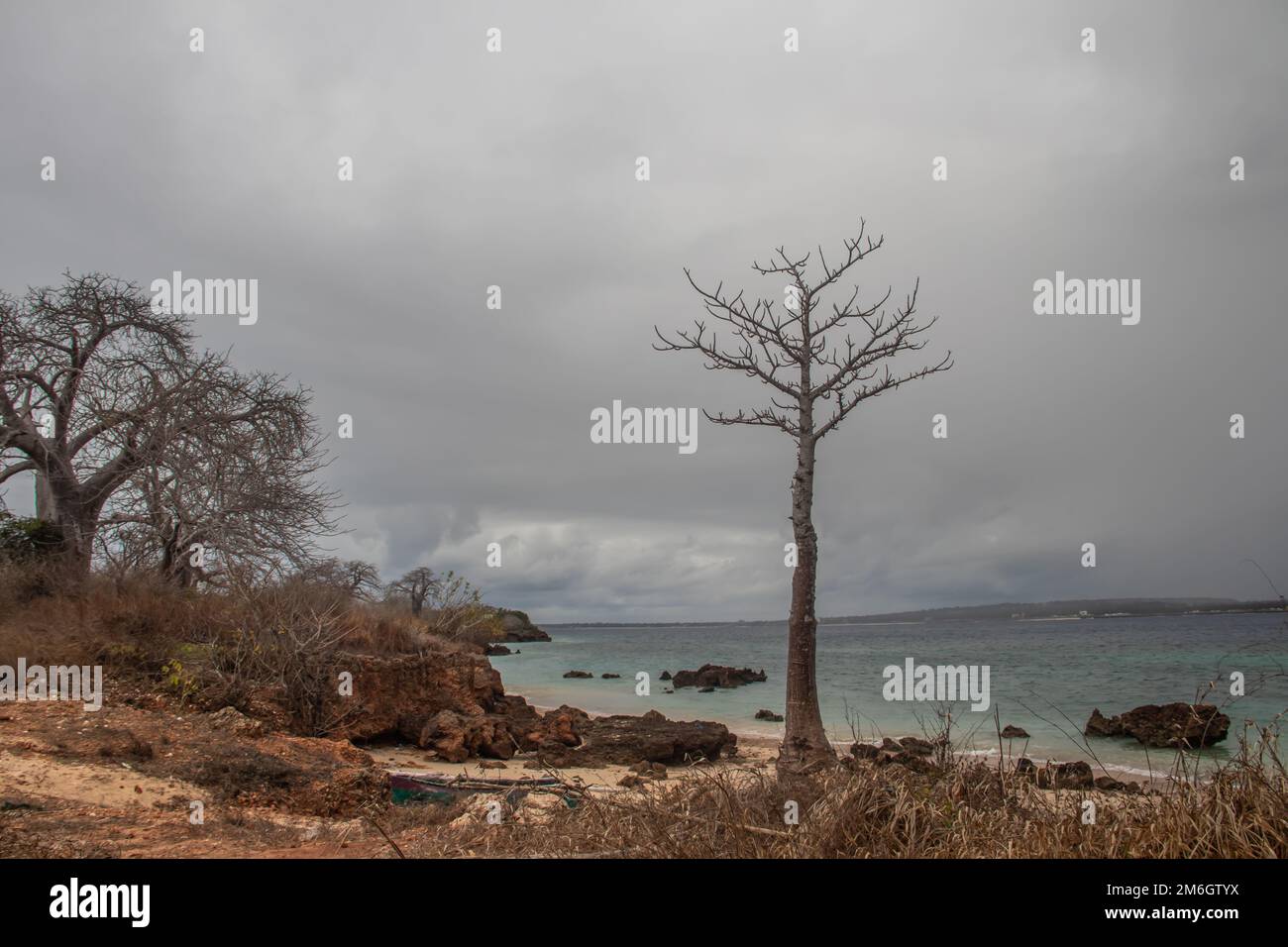 Molto raro da vedere - giovane albero di Baobab che cresce tra massicce rocce rustiche sulla riva dell'Oceano Indiano Foto Stock