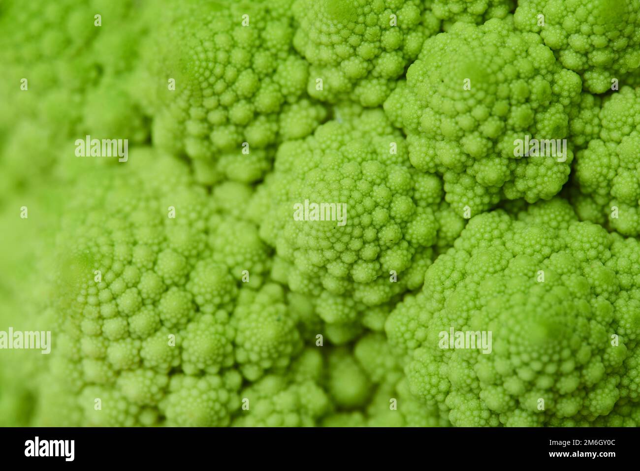 Un primo piano di romanesco broccoli girato in uno studio Foto Stock