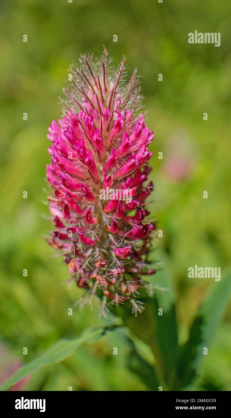 Trifoglio viola 'Trifolium rubens Foto Stock