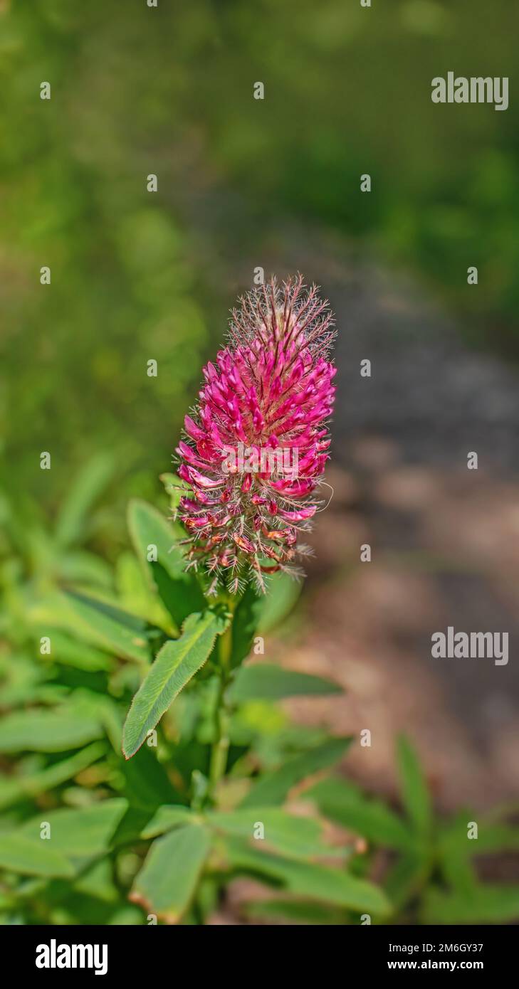 Trifoglio viola 'Trifolium rubens Foto Stock