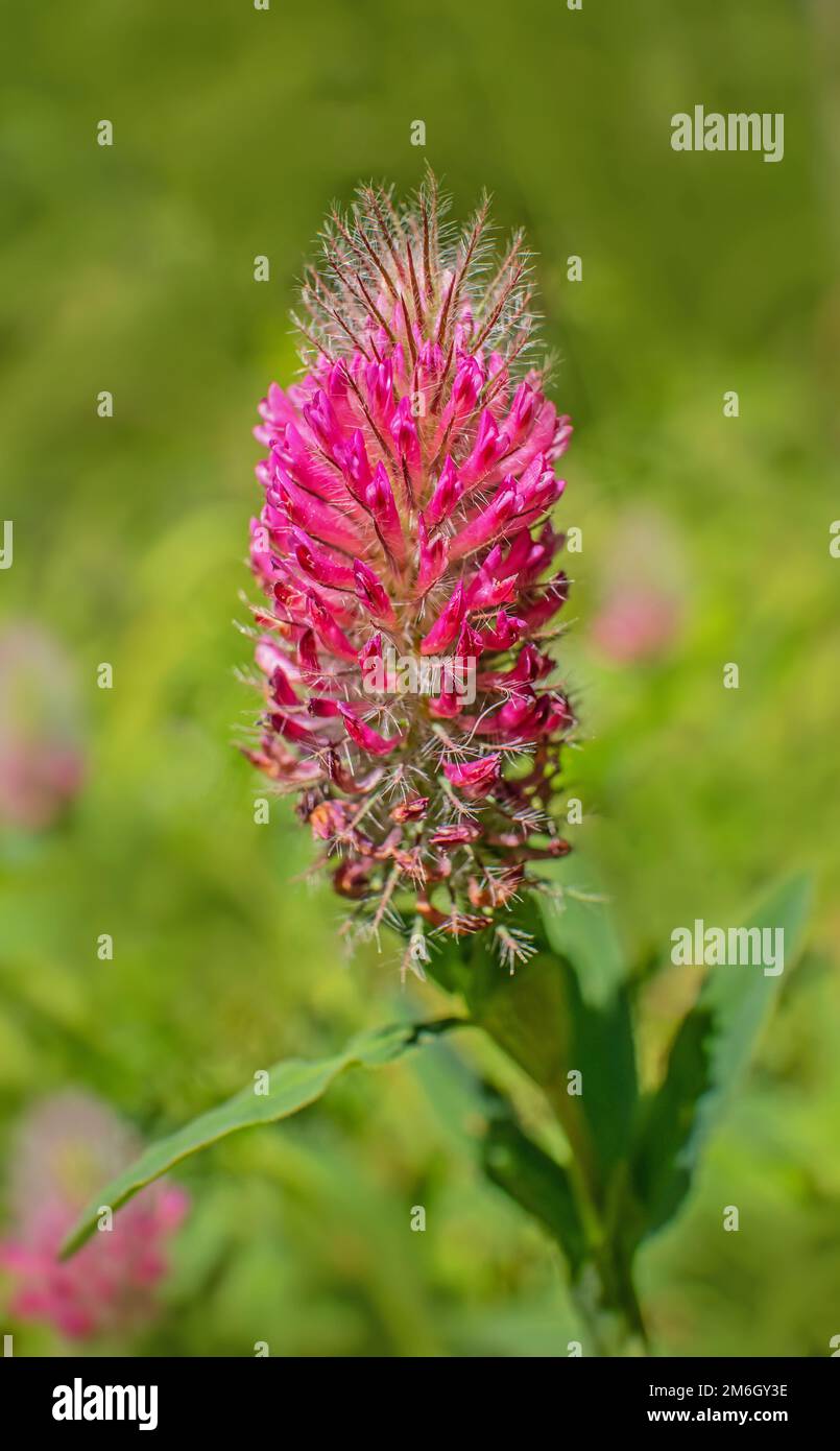 Trifoglio viola 'Trifolium rubens Foto Stock