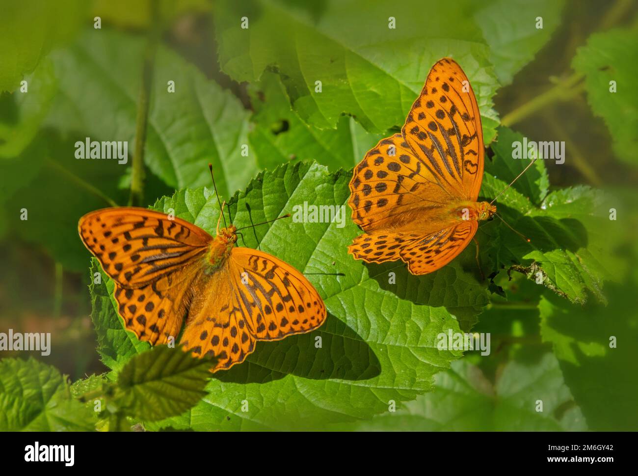 Kaisermantel 'Argynnis pafia Foto Stock