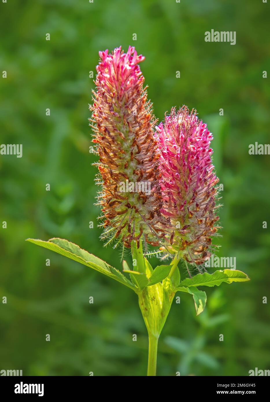 Trifoglio viola 'Trifolium rubens Foto Stock