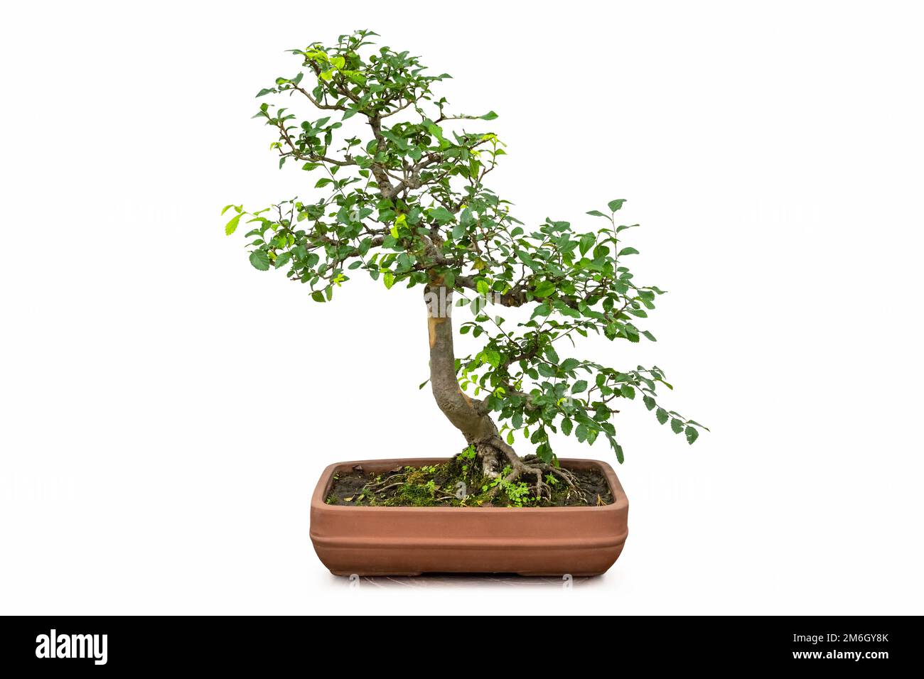Bonsai albero di olmo isolato Foto Stock