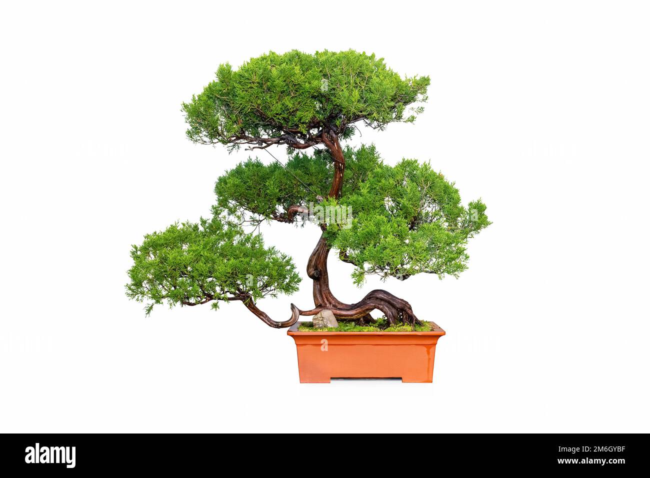 Bonsai albero di ginepro isolato Foto Stock