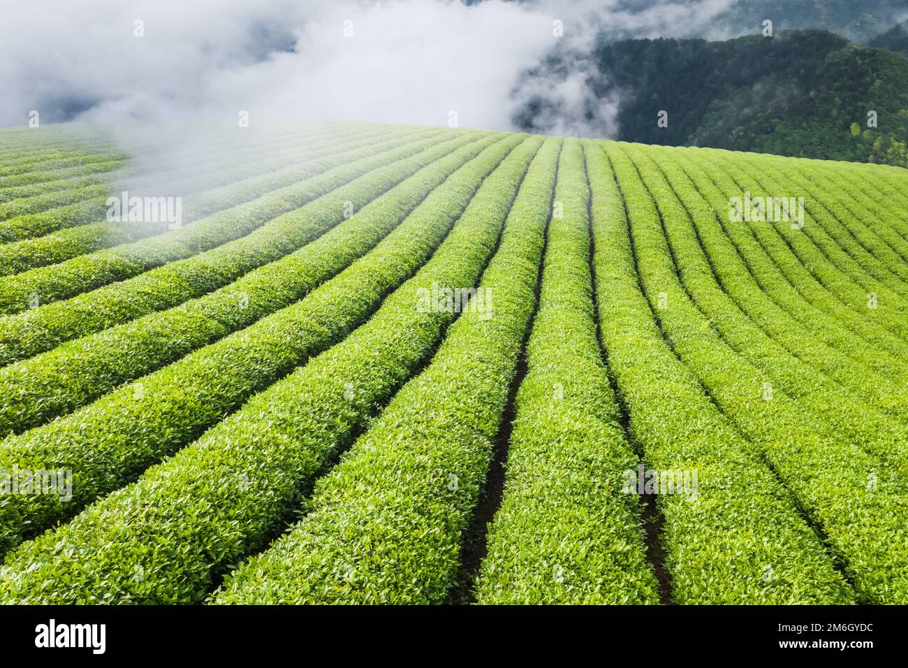 Piantagione di tè nella nuvola e nella nebbia Foto Stock