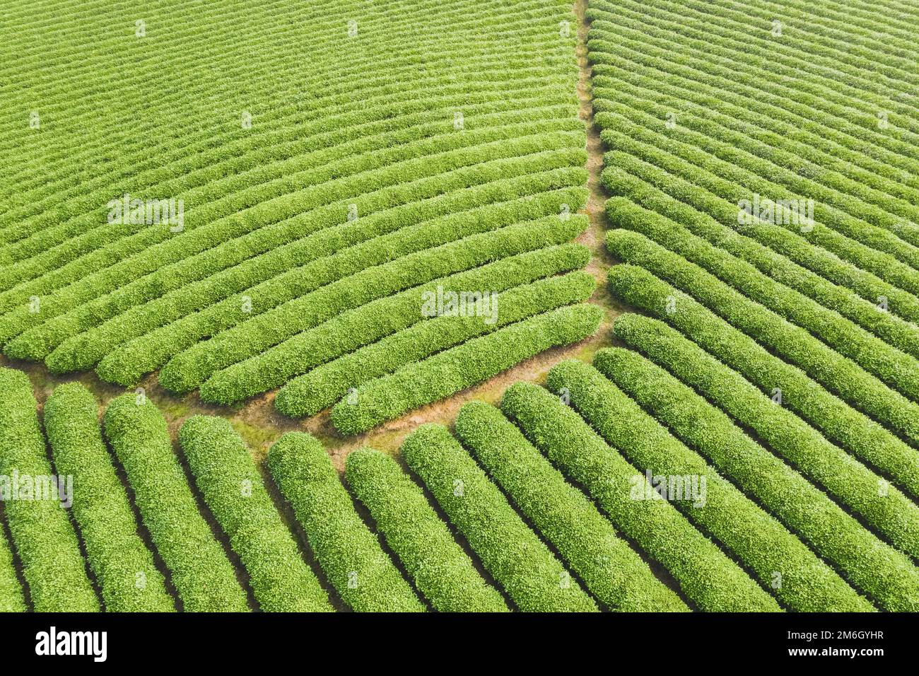 Bella piantagione di tè sfondo verde Foto Stock