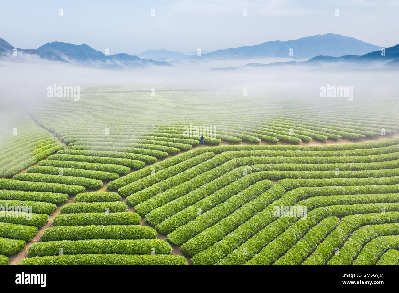 Bellissimo paesaggio piantagione di tè Foto Stock