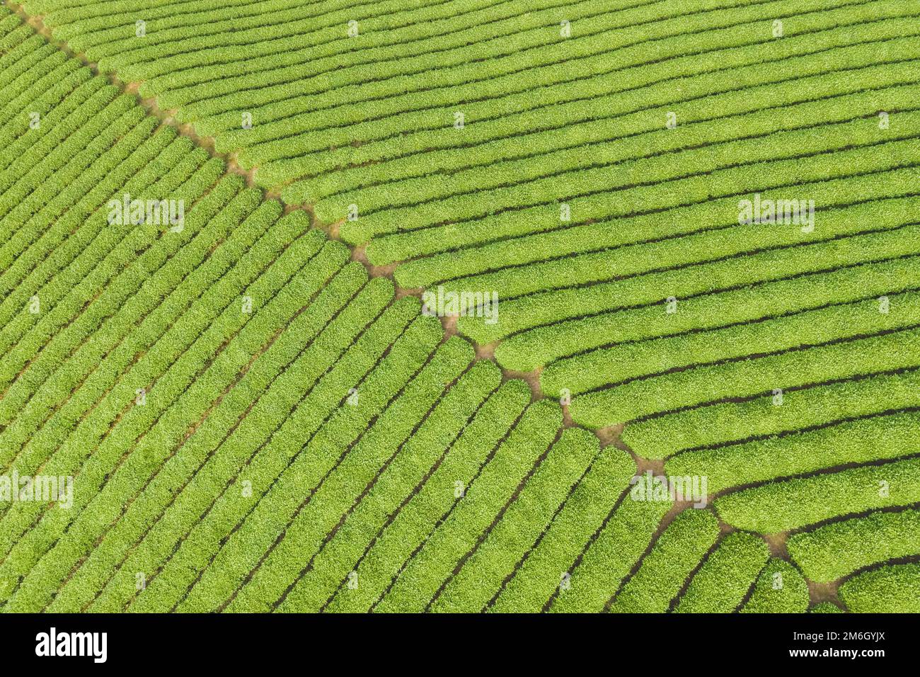 Piantagione di tè sfondo verde Foto Stock