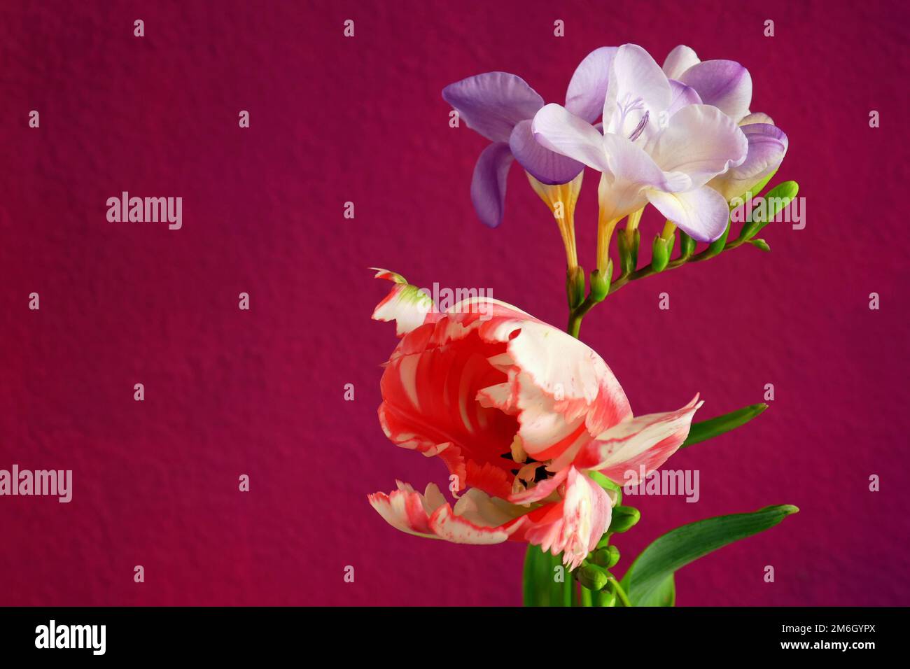 Freesia e tulipano Foto Stock