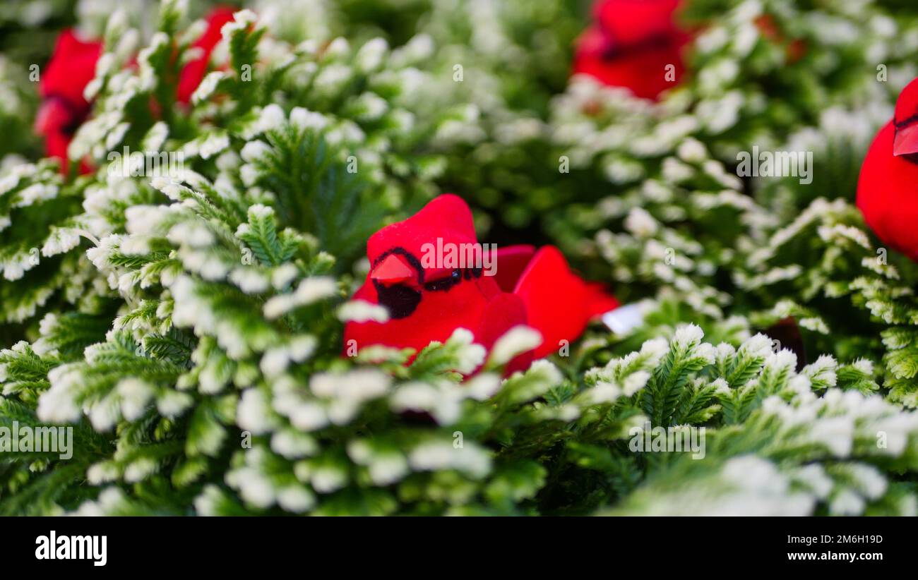 Piante e fiori di Natale in un Garden Center a Niagara, Ontario. Foto Stock