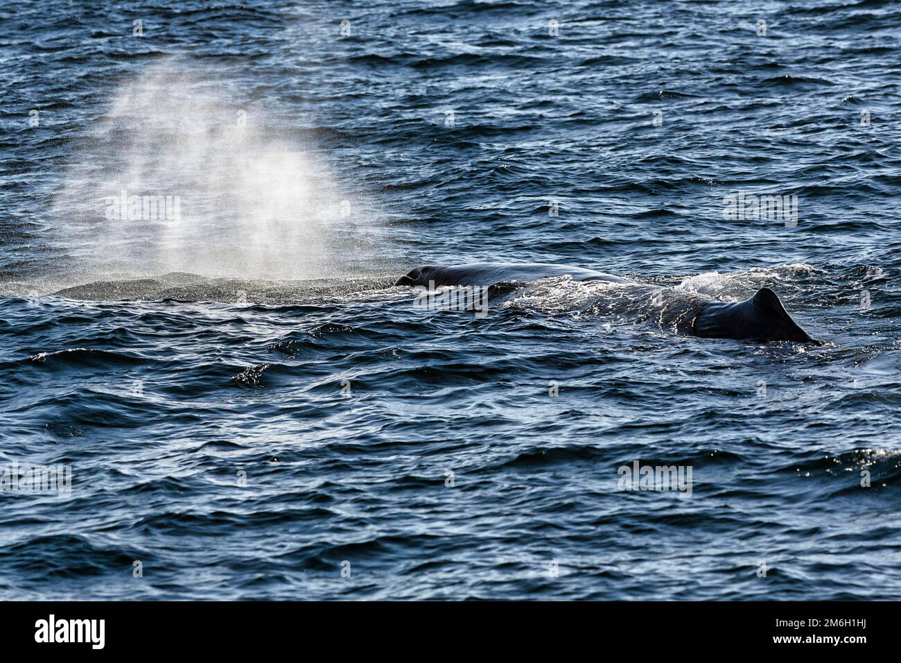 Balena spermatica (Physeter macrocephalus) che nuota al largo delle coste di Andenes, Andoya Island, Vesteralen, Norvegia settentrionale, Norvegia Foto Stock