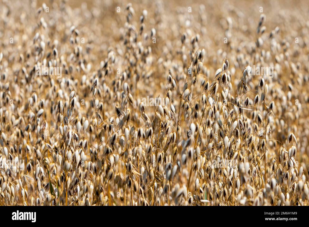 Campo di grano con avena comune (avena sativa), Germania Foto Stock