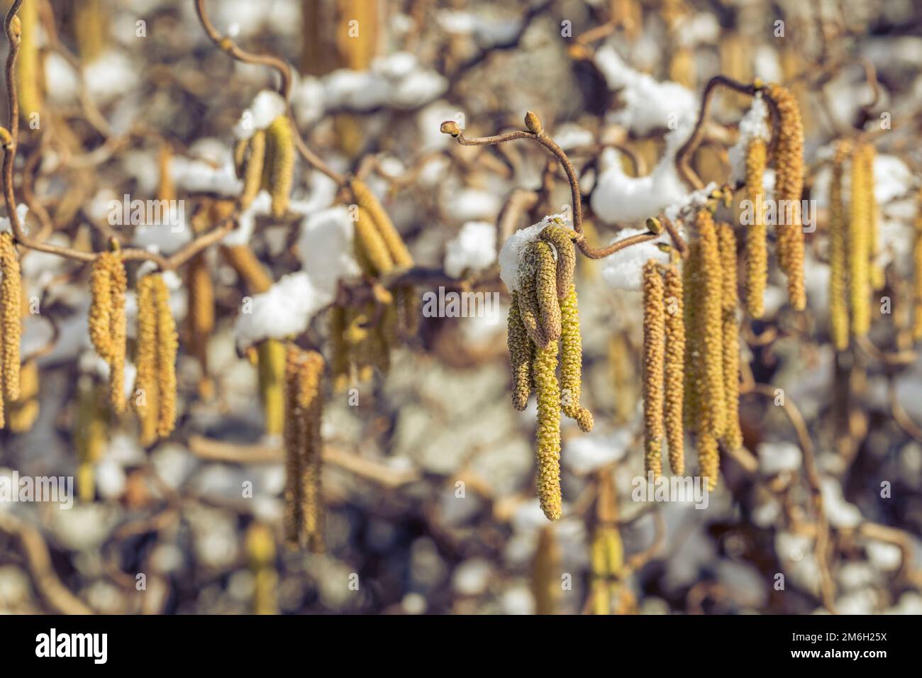 Cetriolini maschi del nocciolo comune in inverno Foto Stock