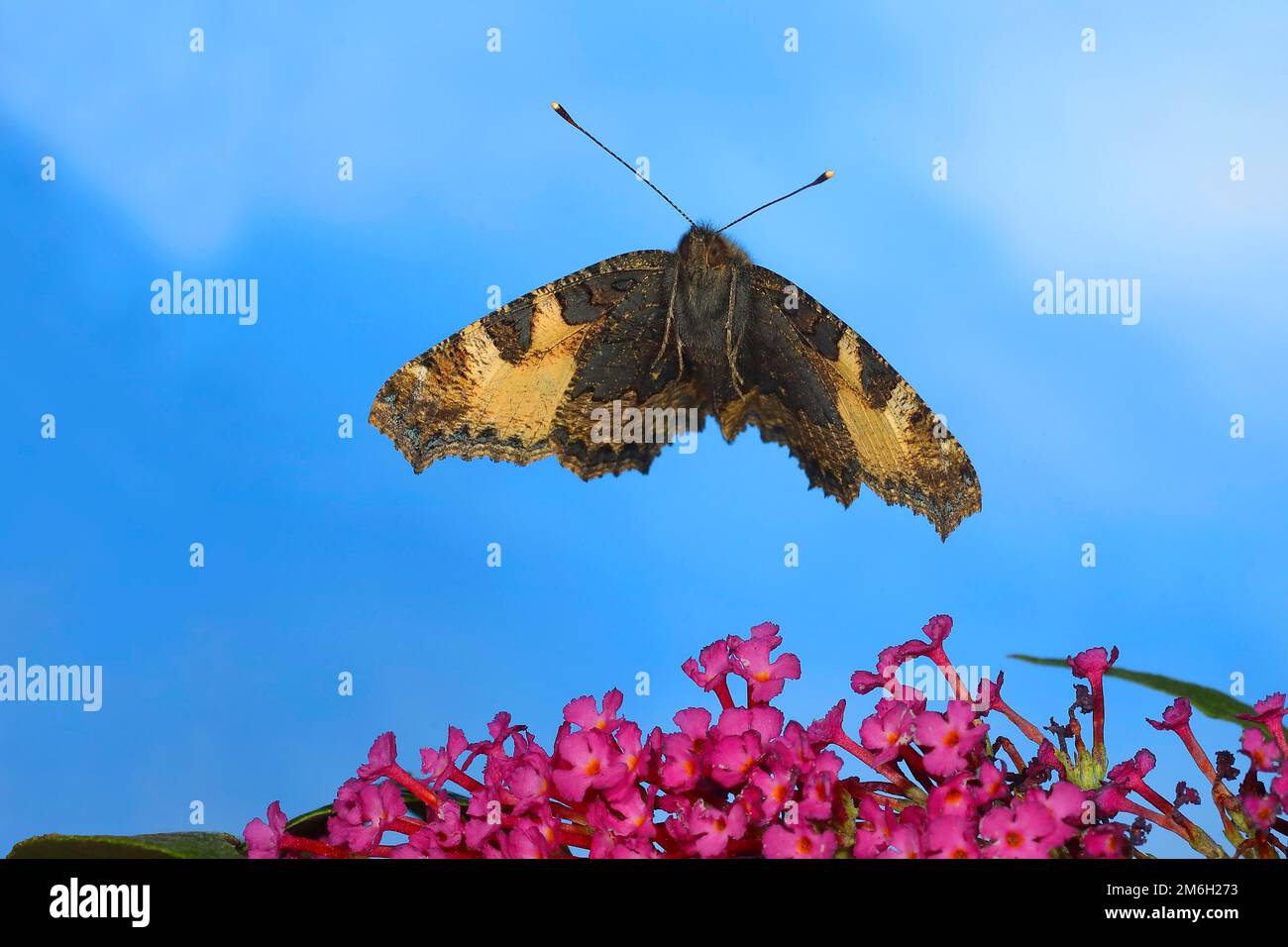 Piccola tartaruga (Nymphalis orticae), in volo, foto ad alta velocità della natura, sopra il bush-farfalla nana (Buddleja davidii) Siegerland, Nord Foto Stock