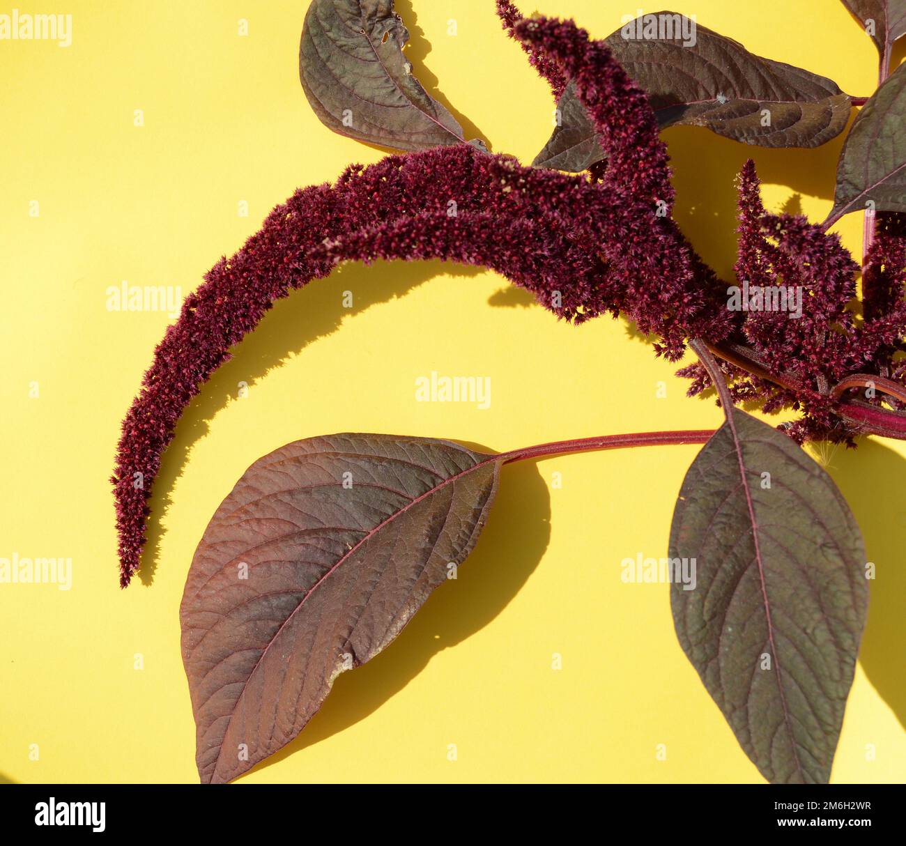 Amaranth pianta con foglie rosse e fiori su sfondo giallo, luce solare brillante e ombre Foto Stock