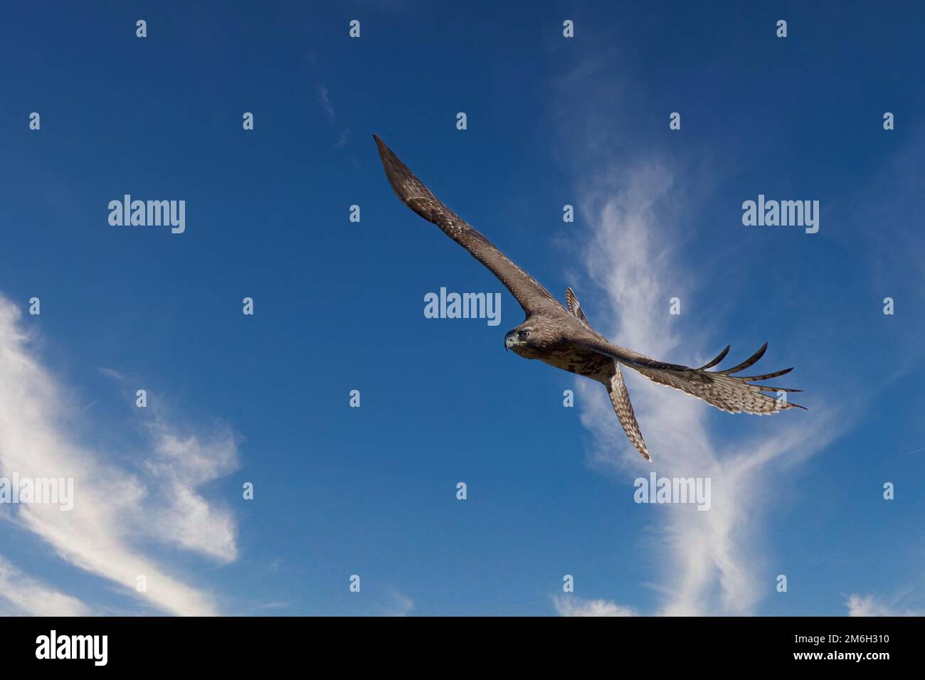 Un giovane falco dalla coda rossa in volo in una giornata di sole Foto Stock