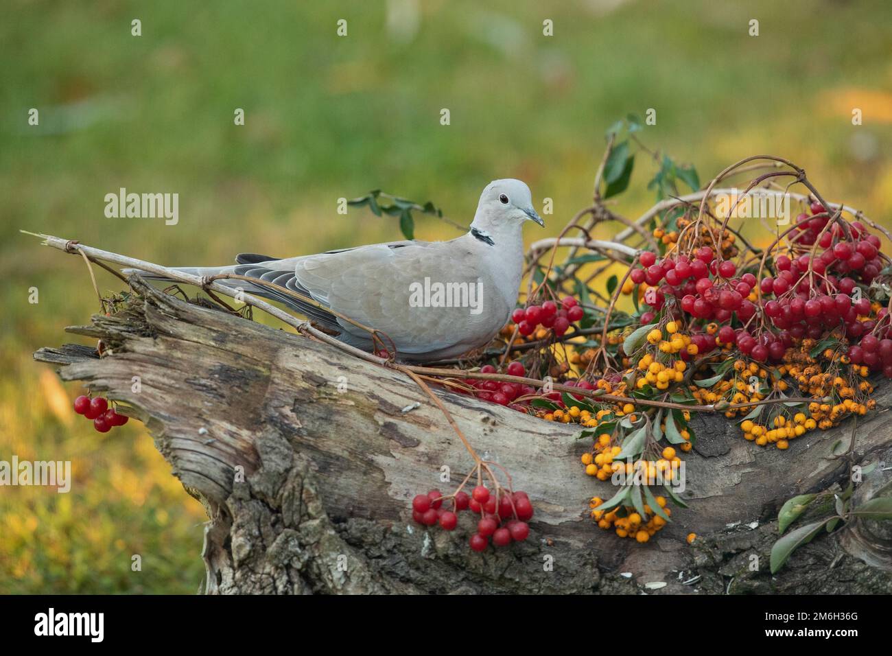 Colate Eurasian dove seduto su un tronco d'albero con bacche gialle e rosse viste sulla destra Foto Stock