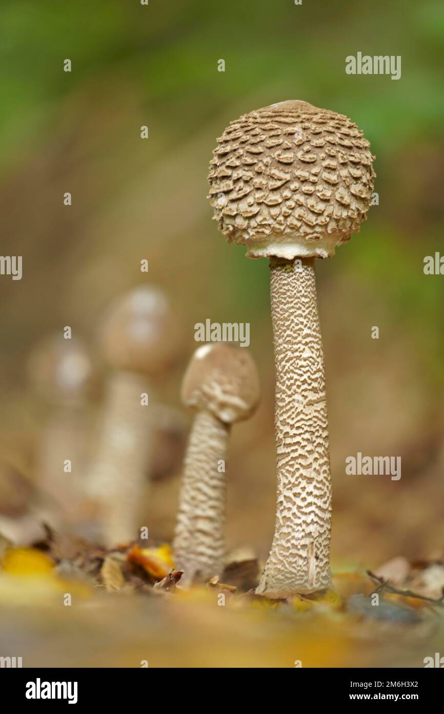 Parasolo o comune fungo di parasolo gigante (Macrolepiota procera), Assia, Germania Foto Stock