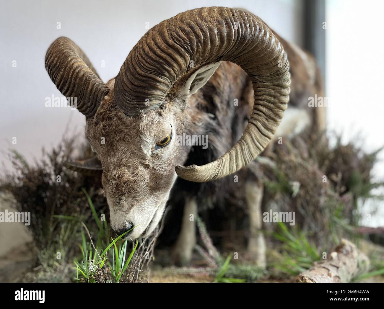 Animali farciti in mostra in un museo della natura Foto Stock