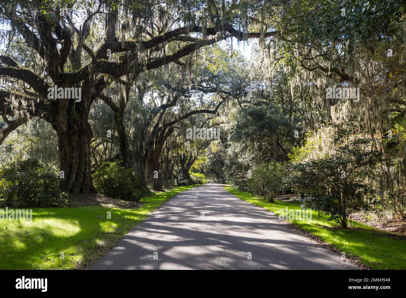 Oak Tree vicolo nella Magnolia Plantation fuori Charleston, South Carolina, USA Foto Stock