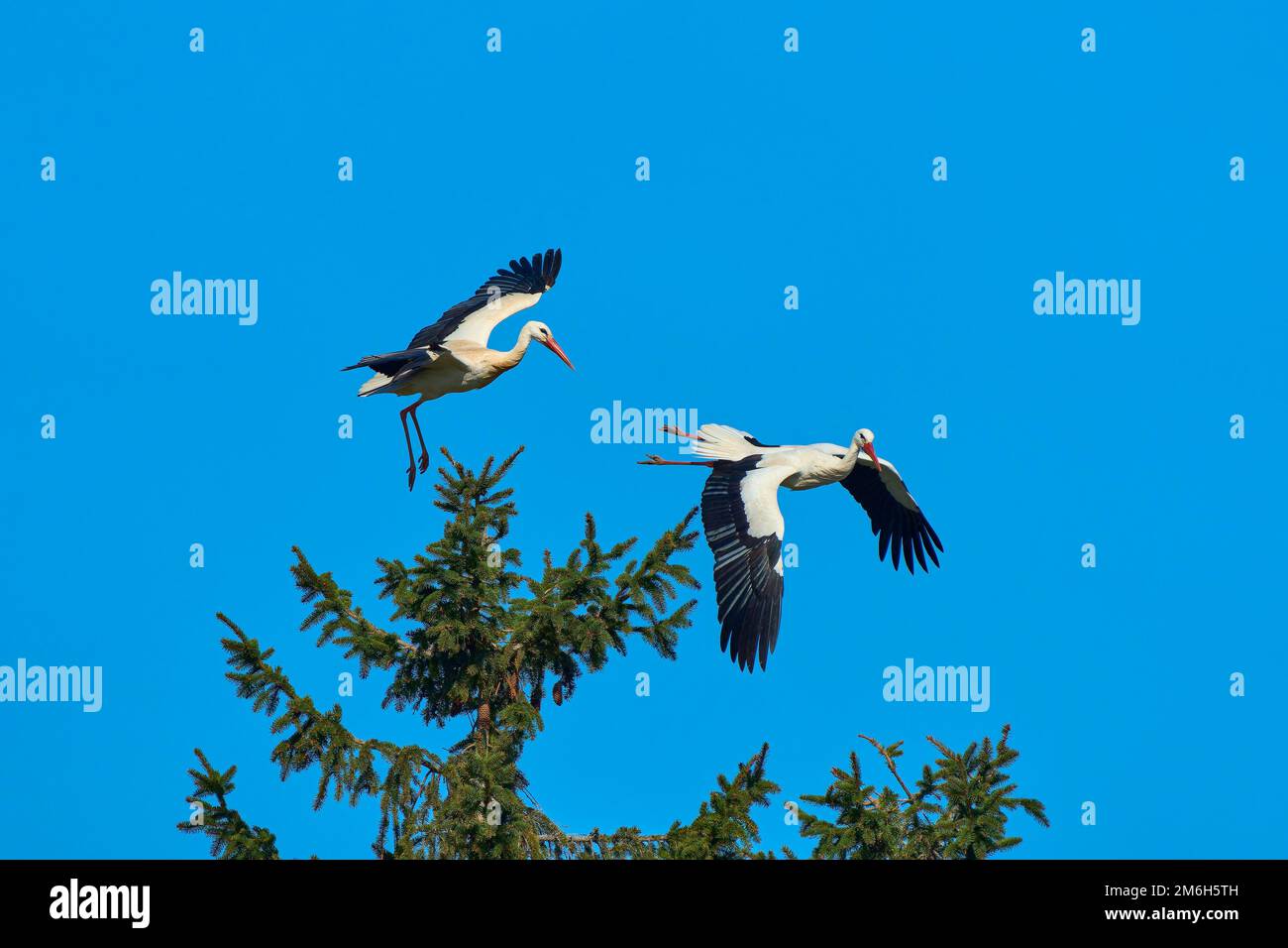 Cicogna bianca (Ciconia ciconia), due uccelli in volo, primavera, Assia, Germania Foto Stock