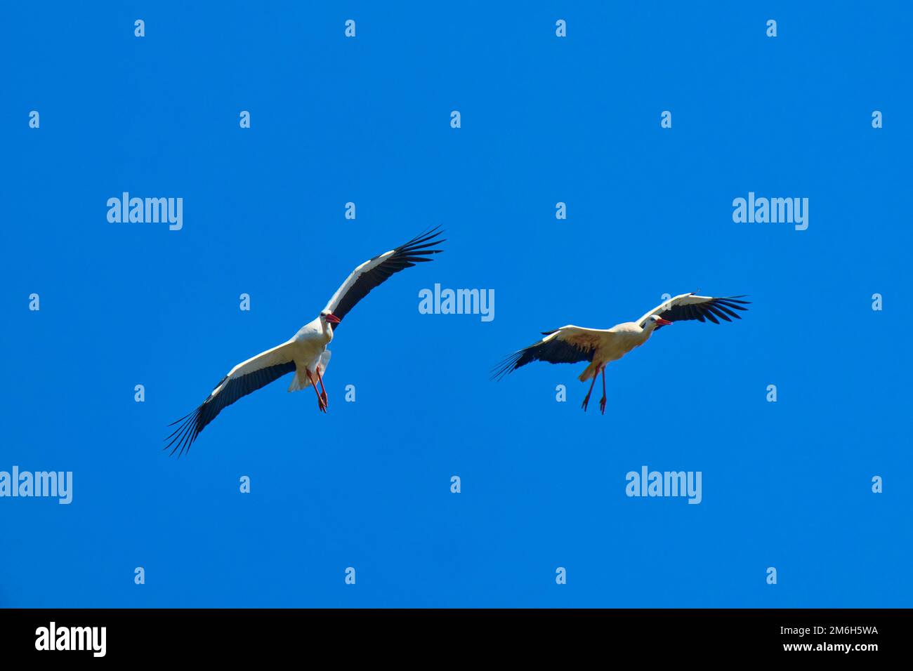 Cicogna bianca (Ciconia ciconia), due uccelli in volo, primavera, Assia, Germania Foto Stock