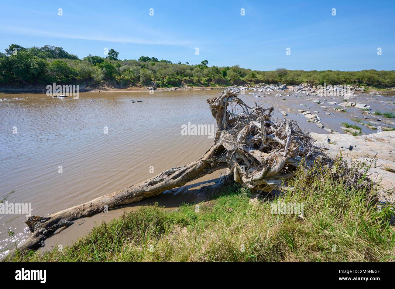 Paesaggio fluviale con alberi sradicati, fiume Talek, Masai Mara National Reserve, Kenya Foto Stock