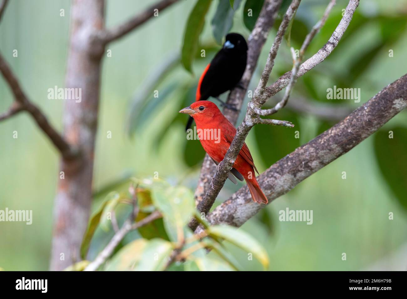 Tanager estivo (Piranga rubra), una tanager rossa, sul ramo con bromeliad, sullo sfondo una tanager scarlatto (Anisognathus igniventris) Boca Tapada Foto Stock