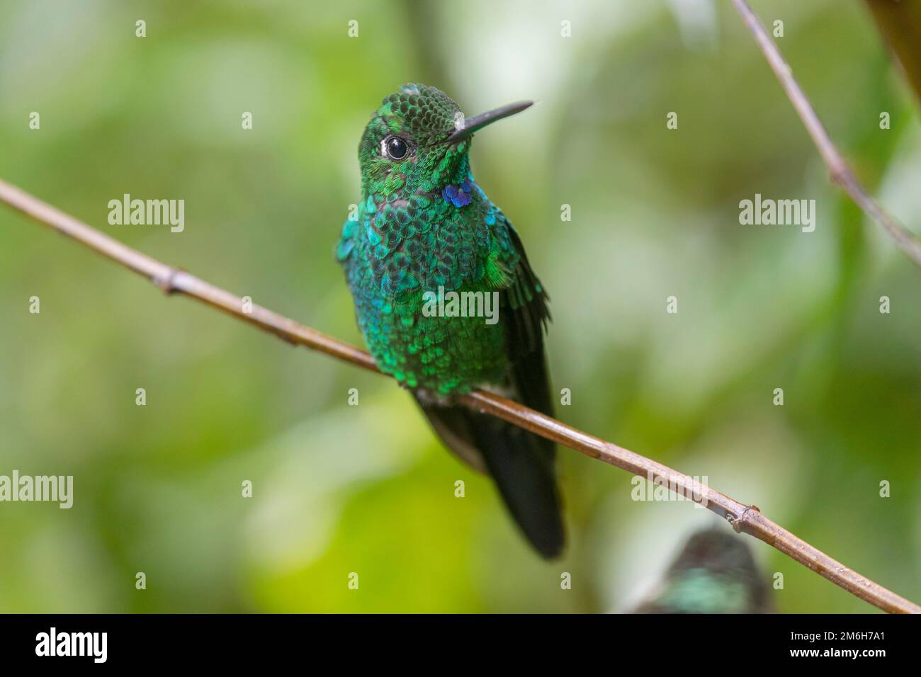 Verde-incoronato brillante (Heliodoxa jacula), maschio, Monteverde Rainforest, Costa Rica Foto Stock