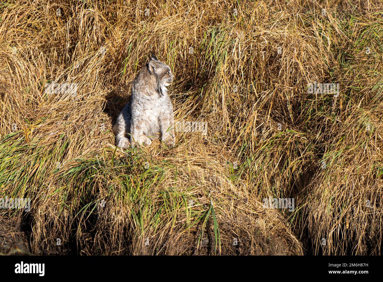 Wild Lynx Manitoba Foto Stock