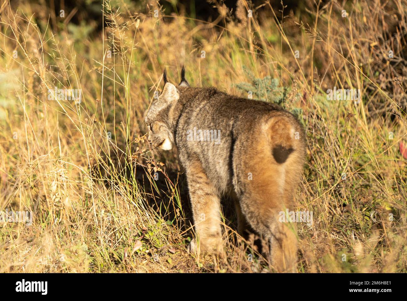 Wild Lynx Manitoba Foto Stock