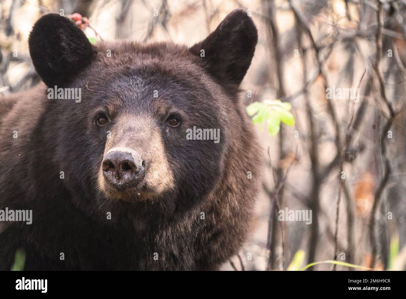 Wild Bear Canada Foto Stock
