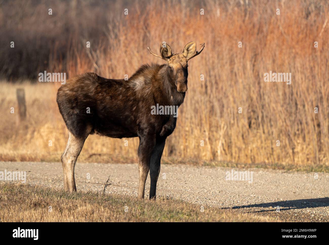 Wild Prairie Moose Foto Stock
