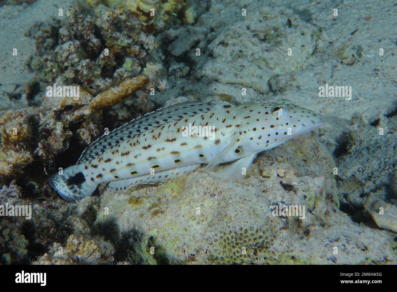 Pepato di sabbia (Paraquercis hexophthalma). Immersioni Mangrove Bay, El Quesir, Egitto, Mar Rosso Foto Stock