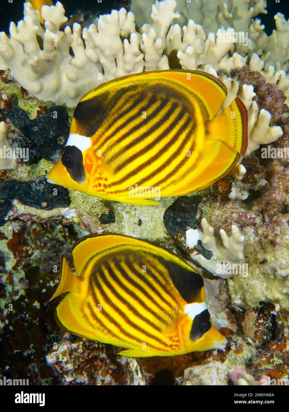Coppia di pesci farfalla diagonali (Chaetodon fasciatus) . Immersioni Mangrove Bay, El Quesir, Egitto, Mar Rosso Foto Stock