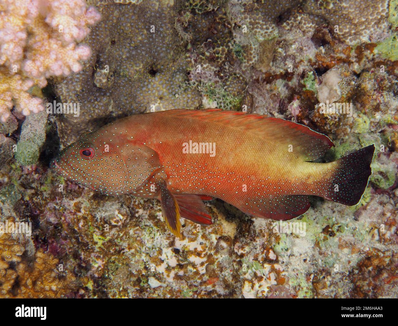 Cotenna di albacora (Cephalopholis hemistiktos) . Immersioni Mangrove Bay, El Quesir, Egitto, Mar Rosso Foto Stock