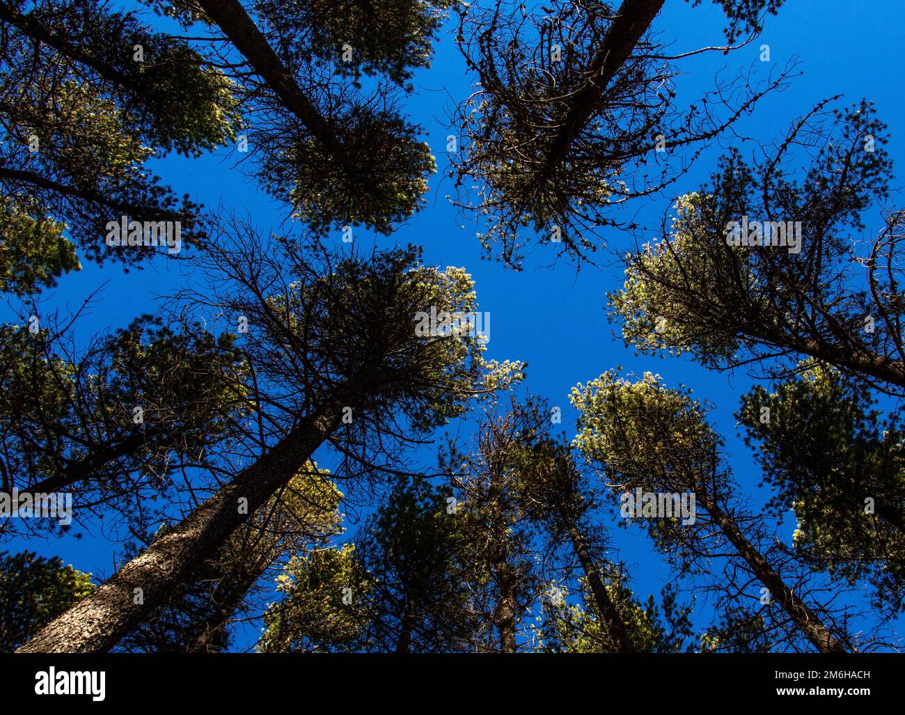 Alloggi Pines Canada Foto Stock