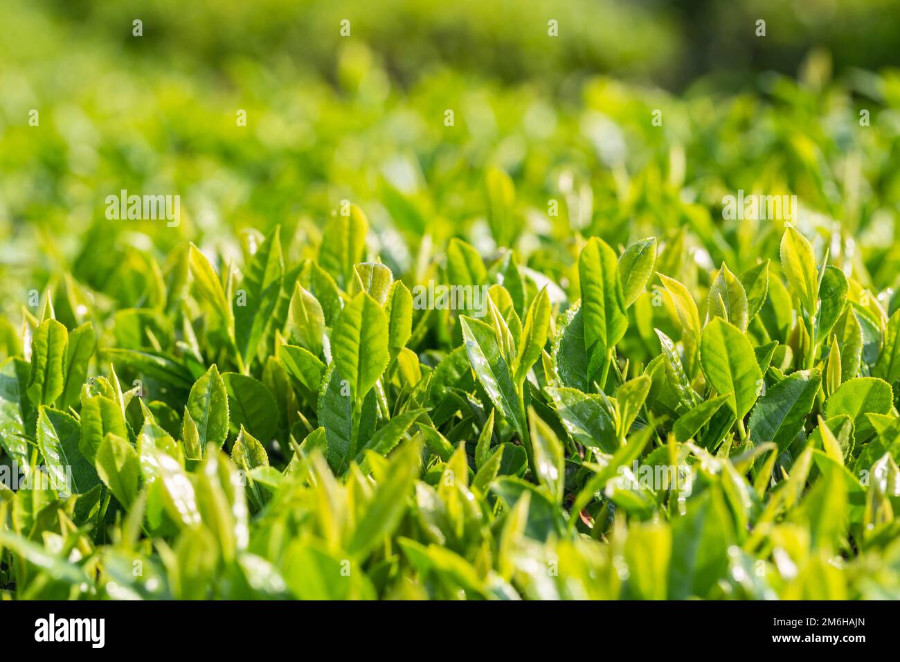 Albero di tè fresco foglie primo piano Foto Stock