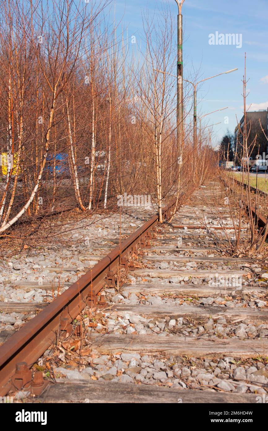 Tram morto, ex linea del tram, in disuso, con alberi e macchia, Sendling, Monaco, Baviera Foto Stock