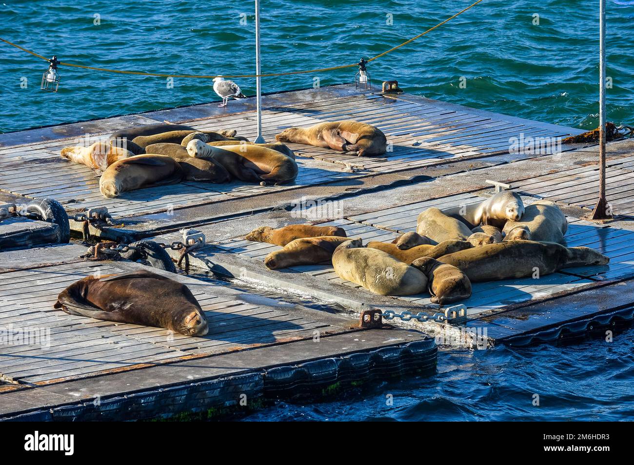 Foche pigre nel porto di Point Loma, San Diego, California, USA Foto Stock