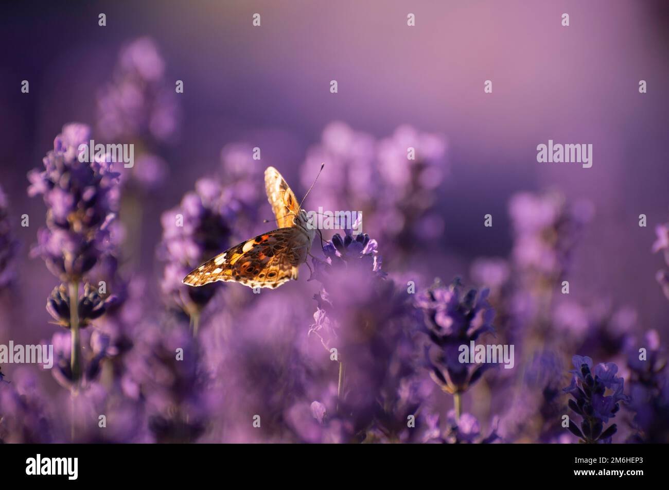 Bella estate sfondo floreale con un dolce farfalle sulla Lavanda fiori.. Foto Stock