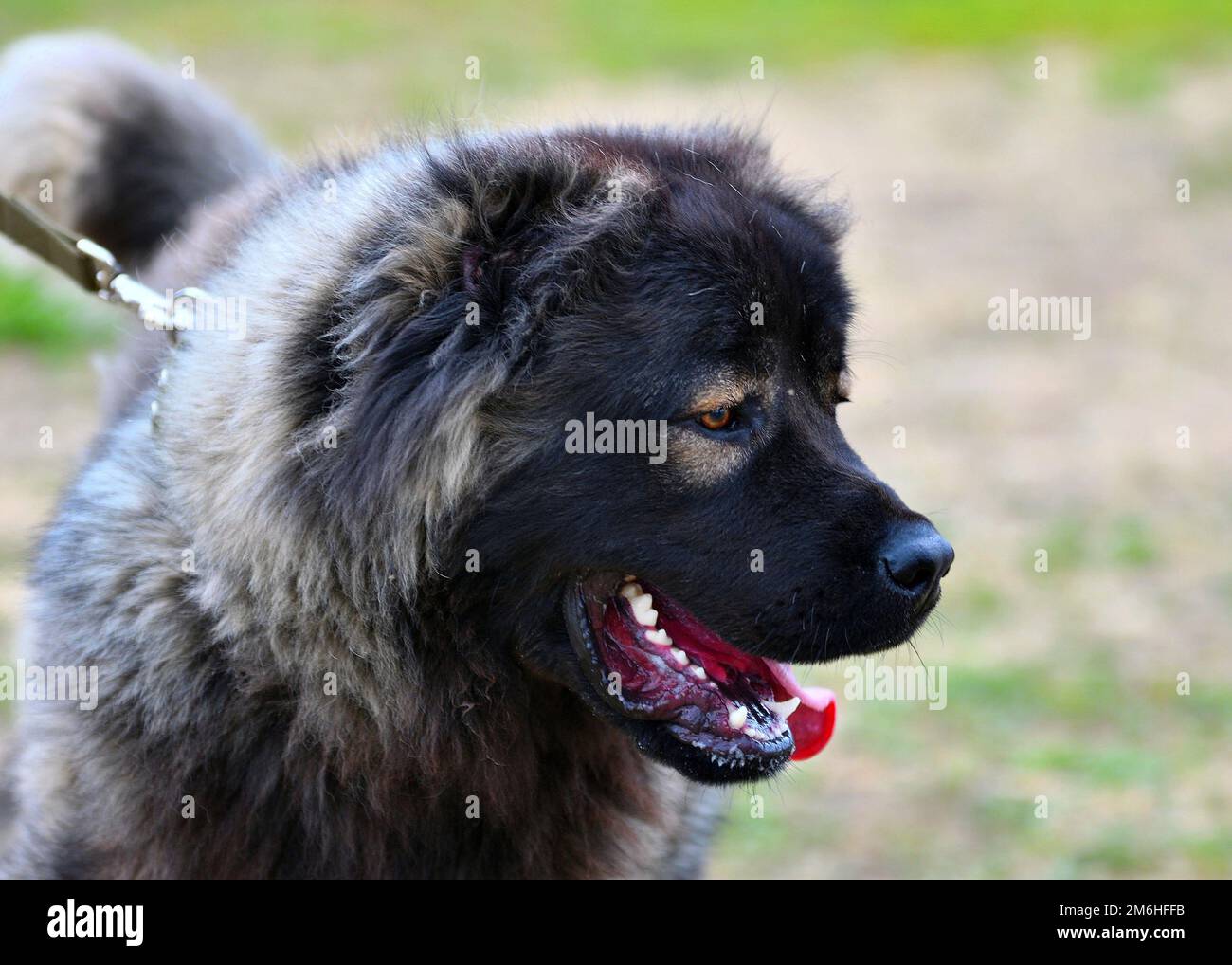 Cane pastore caucasico a piedi in un giorno d'estate Foto Stock